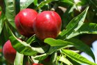 Prunus persica nucipersica 'Morton'  BW | Nectarine