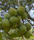 Prunus domestica 'Old Greengage'  BW | Pruim