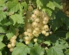 Ribes rubrum 'Weisse Versailles' 60/90 BW 10 st. | Witte bes-Trosbes-Aalbes