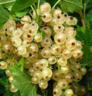 Ribes rubrum 'Witte Hollander' 60/90 BW 10 stuks | Witte bes-Trosbes-Aalbes