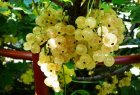 Ribes rubrum 'Werdavia' 60/90 BW 10 stuks  | Witte bes-Trosbes-Aalbes