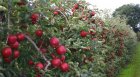 Malus domestica 'Wilton's Red Jonaprince'®  BW | Appel