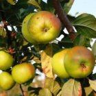 Malus domestica 'Weisses Seidenhemdchen'  BW | Appel