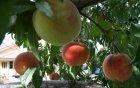 Prunus persica 'Broechemse' | Perzik HA C7