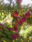 Prunus persica 'Grosse Mignonne'(Madame Gaujard) | Perzik STR C7