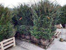 Taxus baccata 125/150 mot Taxus baccata | Venijnboom  125-150 Mot