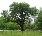 Quercus petraea 25 st. 60-90  BW | WINTEREIK-EIK