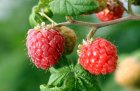 Rubus id.'Sugana'® RED 30/40 C Rubus idaeus 'Twotimer'® 'Sugana'® RED | Zomer & Herfstframboos 30/40 C