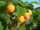 Rubus idaeus 'Twotimer'® 'Sugana'® YELLOW | Zomer & Herfstframboos 30/40 C
