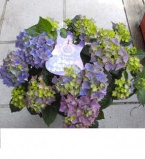 Hydrangea macrophylla 'Deep Purple Dance®' Hydrangea macrophylla 'Deep Purple Dance ®' - Hortensia 30-40  C3.5