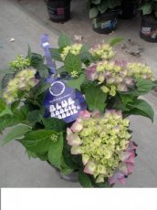 Hydrangea macrophylla 'Blue Boogiewoogie®' Hydrangea macrophylla 'Blue Boogiewoogie ®' - Hortensia 30-40  C3.5