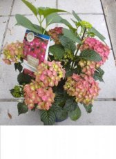 Hydrangea macr.'Magical Sapphire'® 30/40 C5 Hydrangea macrophylla 'Magical Sapphire'®(=Kolmasa) - Hortensia 30-40 C5