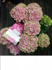 Hydrangea macrophylla  'Magical Coral®' - Hortensia 30-40  C3.5