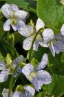 Viola sororia ‘Freckles’ Viola sororia ‘Freckles’ | Meerjarig viooltje 15 P9