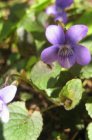 Viola odorata | Maarts viooltje 10 P9