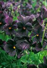 Viola cornuta ‘Molly Sanderson’ Viola cornuta ‘Molly Sanderson’ | Hoornviooltje 15 P9