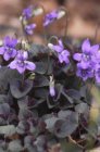 Viola labradorica | Viooltje 10 P9