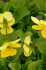 Viola cornuta ‘Velour Yellow’ Viola cornuta ‘Velour Yellow’ | Hoornviooltje 15 P9