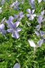 Viola cornuta ‘Boughton Blue’ Viola cornuta ‘Boughton Blue’ | Hoornviooltje 15 P9
