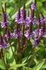 Verbena hastata ‘Blue Spires’ | IJzerhard 120 P9 - VLINDERLOKKERS