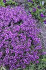 Thymus praecox ‘Purple Beauty’ Thymus praecox ‘Purple Beauty’ | Kruiptijm 10 P9