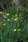Sisyrinchium californicum | Mini Iris 15 P9