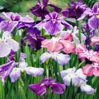 Iris ensata ( kaempferi ) | Japanse iris 70 P9