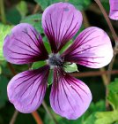 Geranium ‘Salomé’ | Ooievaarsbek 30 P9