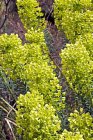 Euphorbia characias ‘Humpty Dumpty’ | Wolfsmelk 50 P9