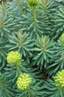 Euphorbia characias ssp. wulfenii | Wolfsmelk 120 P9