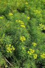 Euphorbia cyparissias | Cypreswolfsmelk 30 P9