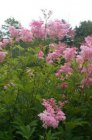 Filipendula rubra ‘Venusta’ | Moerasspirea 175 P9