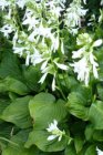 Hosta ‘Royal Standard’ | Hartlelie 90 P9