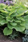 Hosta ‘Sum and Substance’ | Hartlelie 80 P9