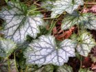 Heuchera ‘Ring of Fire’ | Purperklokje 50 P9