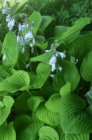 Hosta ‘August Moon’ | Hartlelie 40 P9