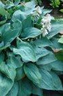 Hosta ‘Blue Umbrellas’ | Hartlelie 60 P9