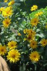 Heliopsis helianthoides ‘Summer Sun’ Heliopsis helianthoides ‘Summer Sun’ | Zonneoog 120 P9