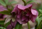 Helleborus orientalis ‘Red Lady’ | Nieskruid 50 P9