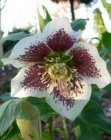 Helleborus orientalis ‘Spotted Hybrids’ | Nieskruid 50 P9