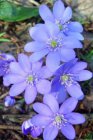 Hepatica nobilis | Leverbloempje 10 P9