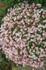Saxifraga Arendsii ‘Rose Pixie’ | Steenbreek 10 P9
