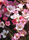Saxifraga (A) ‘Blütenteppich’ Saxifraga Arendsii ‘Blütenteppich’ | Steenbreek 15 P9