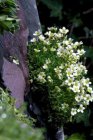 Saxifraga Arendsii ‘White Pixie’ | Steenbreek 10 P9