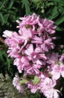 Saponaria officinalis ‘Rosea Plena’ Saponaria officinalis ‘Rosea Plena’ | Zeepkruid 60 P9