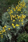 Santolina chamaecyparissus | Heiligenbloem 50 P9