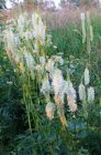 Sanguisorba canadensis | Pimpernel 25 P9