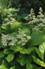 Rodgersia aesculifolia | Schout-bij-nacht 150 P9