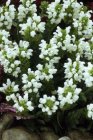 Prunella grandiflora ‘Alba’ | Brunel 20 P9