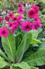 Primula pulverulenta | Sleutelbloem 60 P9